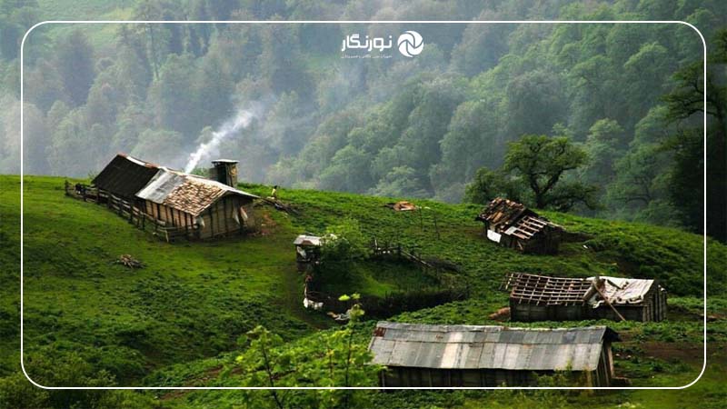 جنگل هیرکانی دیلمان؛ ثبت قاب‌های خاص در میان درختان هزارساله