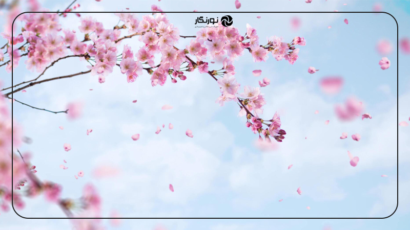 عکاسی از شکوفه‌های پرپر شده رها در هوا