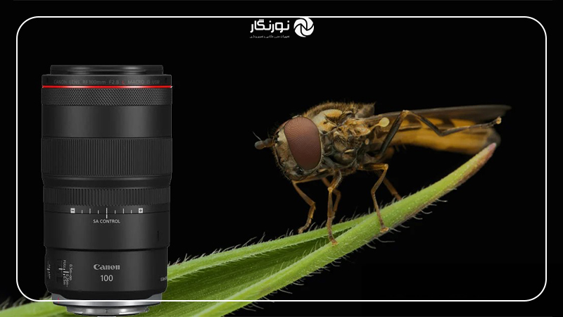 بهترین لنز برای عکاسی از حشرات چیست؟