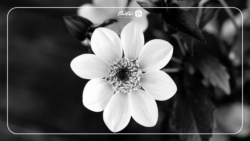 عکس سیاه و سفید از گل