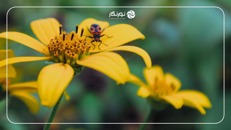 فوکوس خودکار در عکاسی