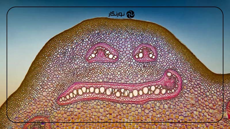 برش عرضی از ساقه گیاه سرخس معمولی