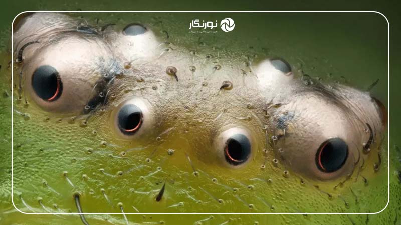 هشت چشم یک عنکبوت خرچنگی سبز