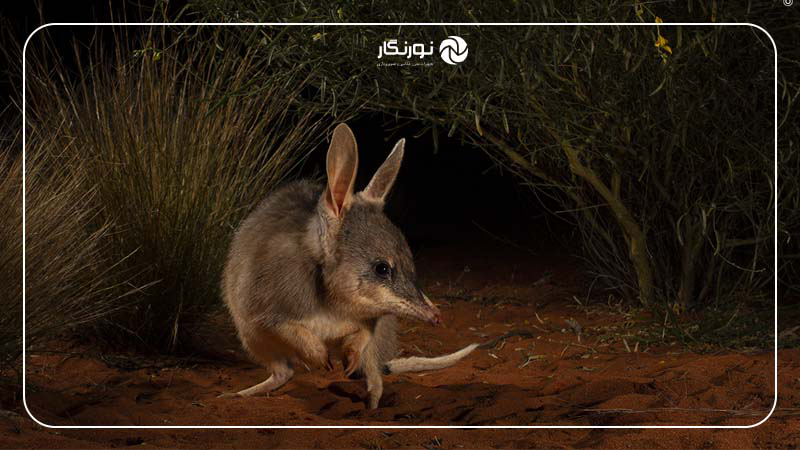 برنده عکس بخش تاثیرگذار