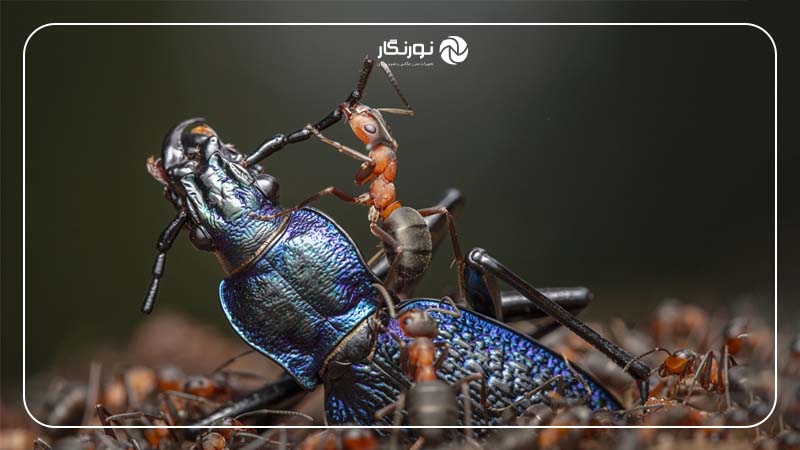 برنده عکس بخش رفتار : حشرات