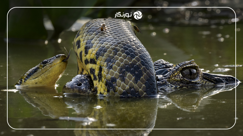 برنده عکس بخش رفتار : دوزیستان