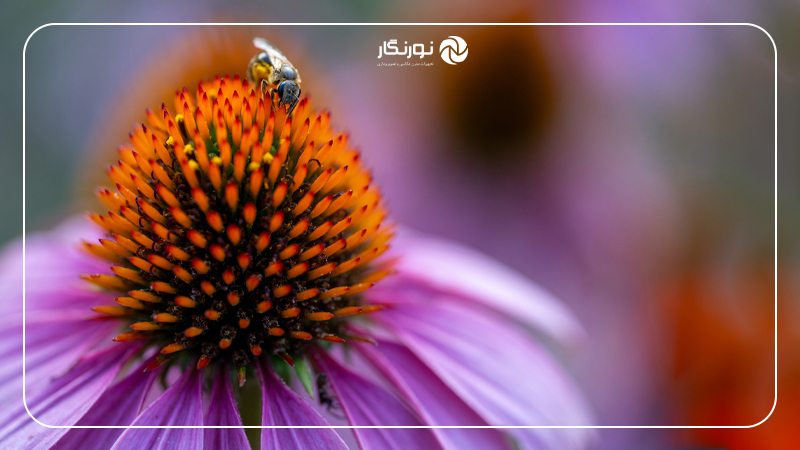فوکوس خودکار سریع و دقیق با موتور VXD