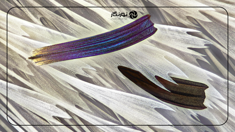 شکلهای جدا افتاده فلس روی بال یک پروانه شبتاب ماداگاسکاری