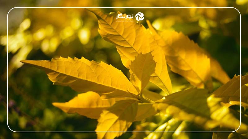 عملکرد فوکوس لنز