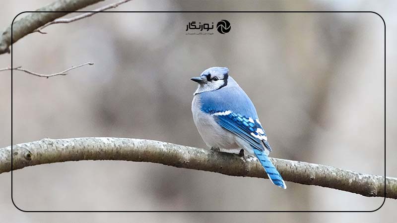 ارتقاء عملکرد و دقت عکاسی