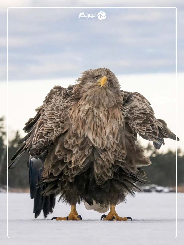 برنده انتخاب مردم