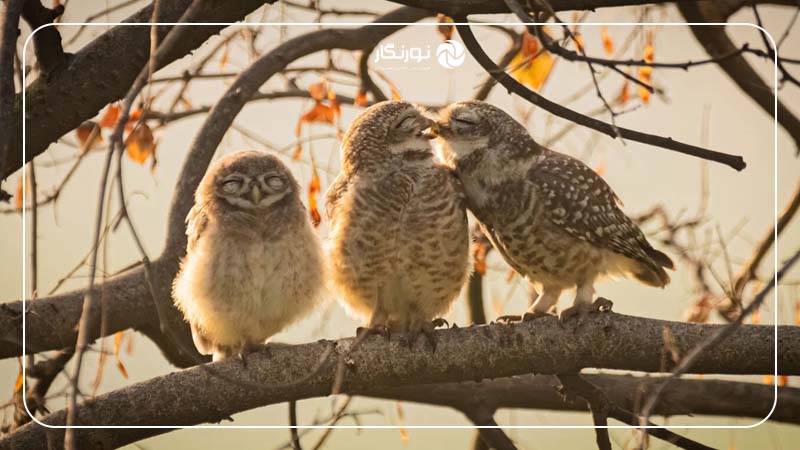 برنده دستهبندی نیکون جونیور