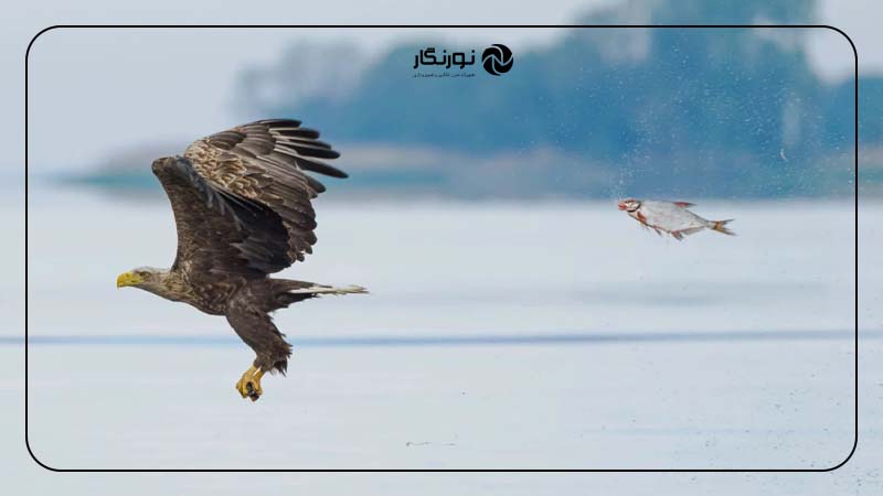 برنده دستهبندی ماهیها