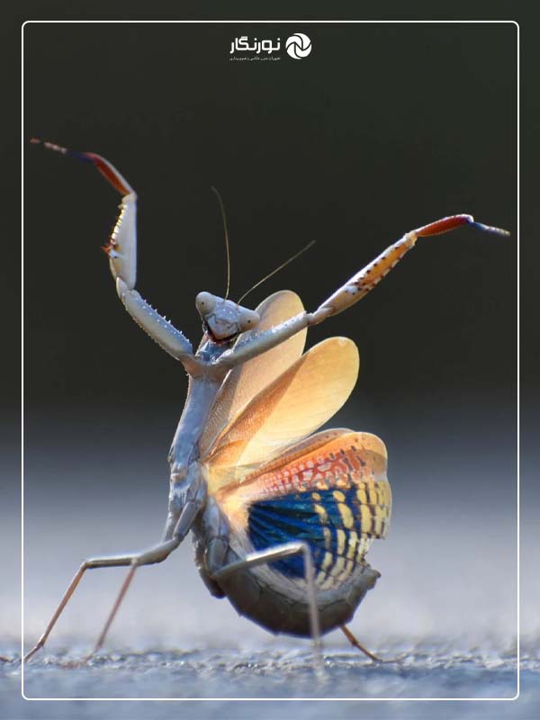 برنده دسته بندی حشرات