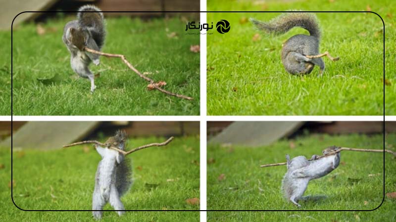 برنده دستهبندی پورتفولیو