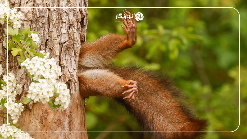 سنجاب گیر کرده در درخت