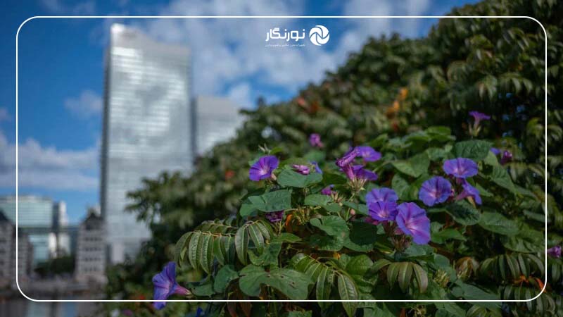 ویژگیهای فوکوس