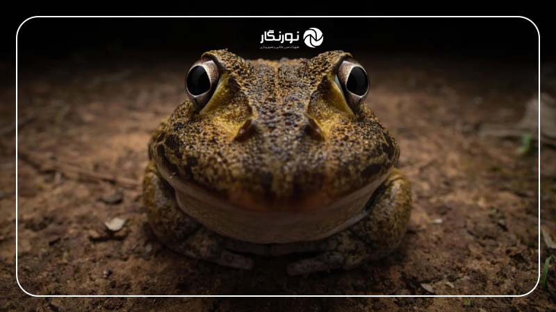 برنده دستهبندی عکاس جوان نیکون