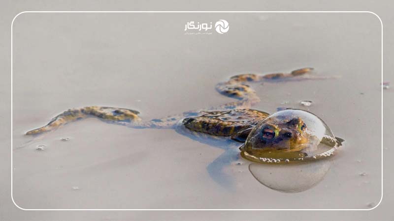 برنده بخش خزندگان