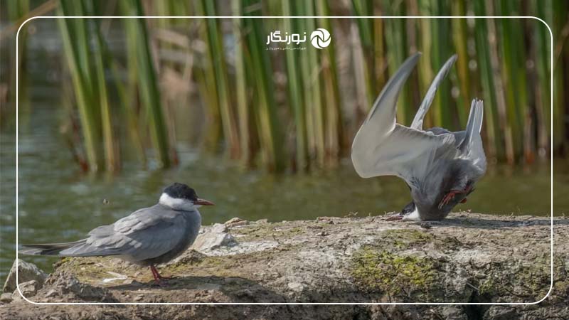 برنده بخش پرندگان