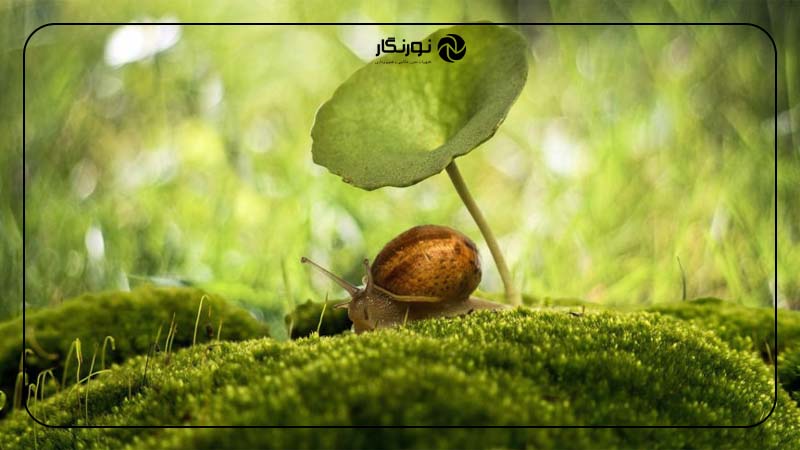 استفاده از تکنیک‌های عکاسی مینی‌مالیستی