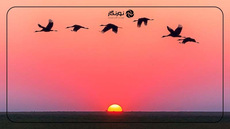 استفاده از فوکوس خودکار پیوسته و حالت عکاسی پیاپی