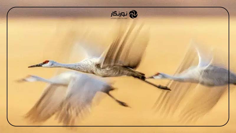 بازی با تاری حرکت