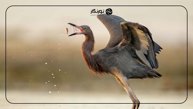 جستجوی حرکت