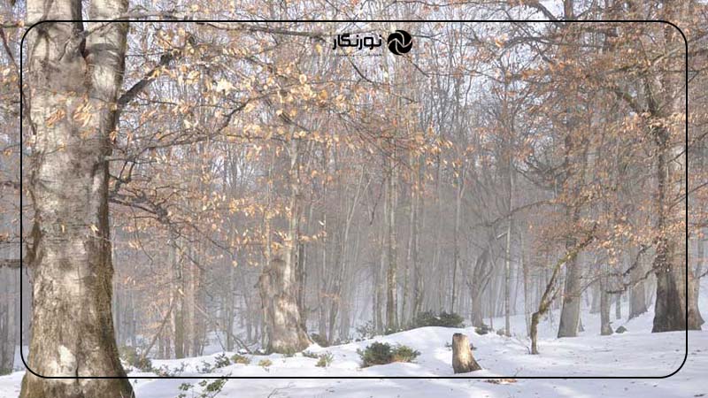 جنگل‌های الیمستان، ایران