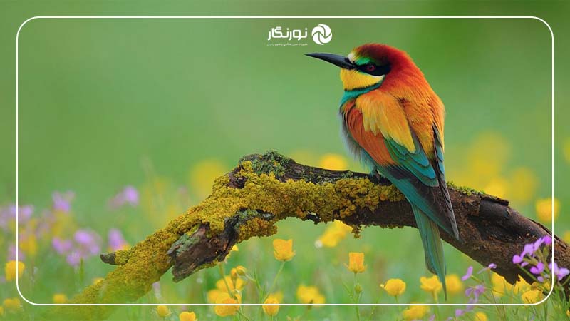 درک چگونگی تاثیر دیافراگم بر عکس‌ها