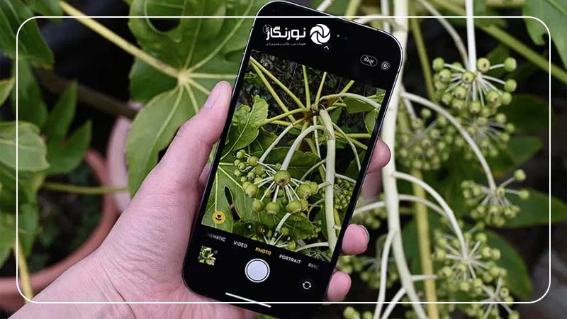 زاویه و فاصله مناسب برای سوژه‌های ماکرو