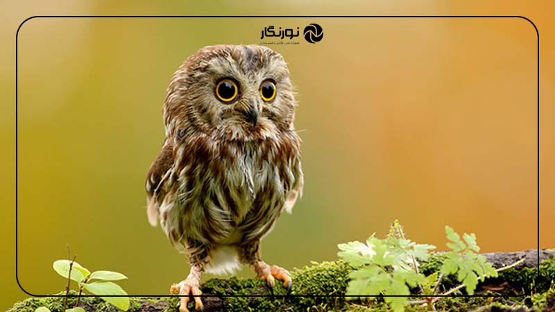 عکاسی از سطح چشم