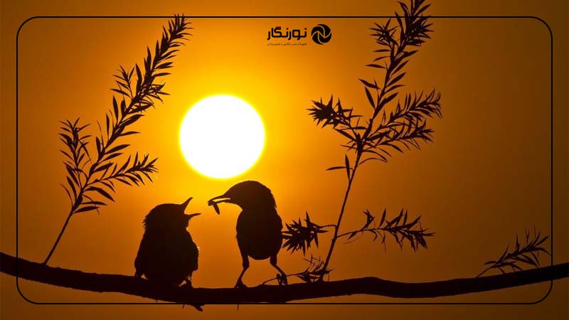 عکاسی از سیلوئت‌ها