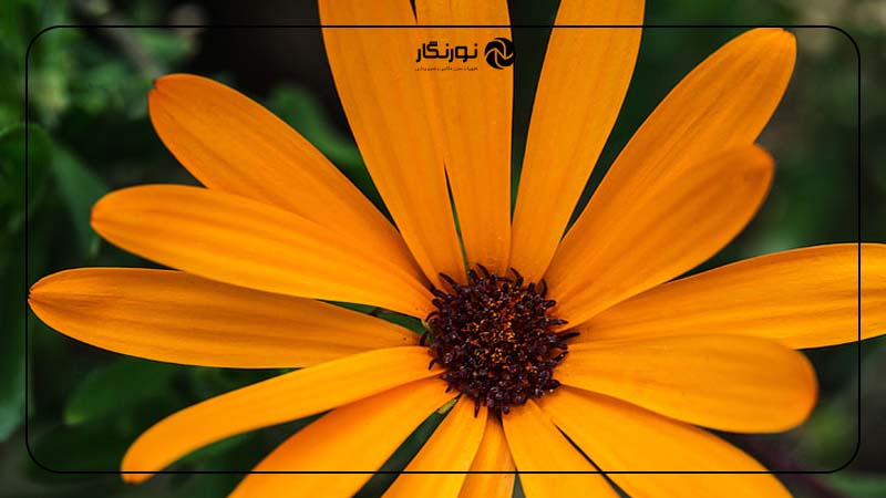 عکاسی از گل‌ها و پرچم‌های آنها