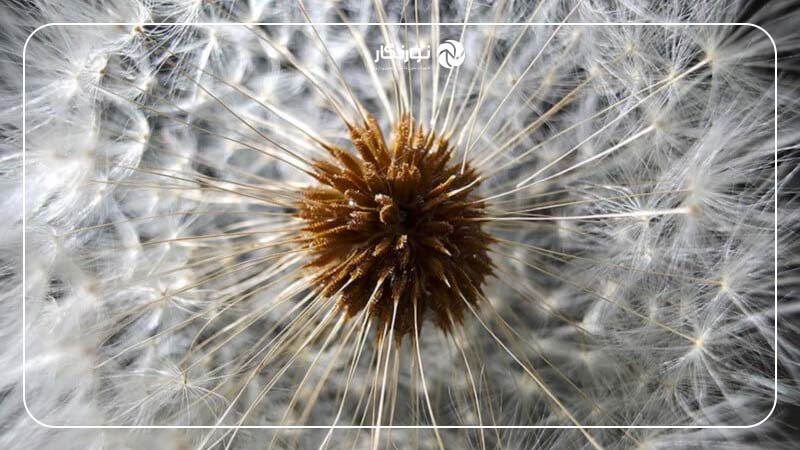 پردازش تصویر پیشرفته 