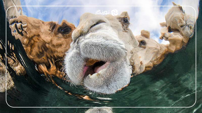 برنده بخش پرتره