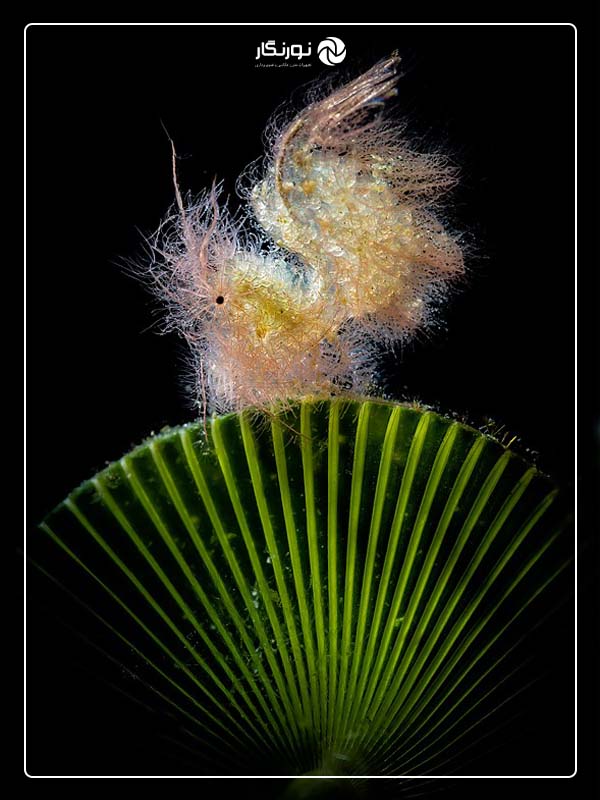 برنده بخش ماکرو