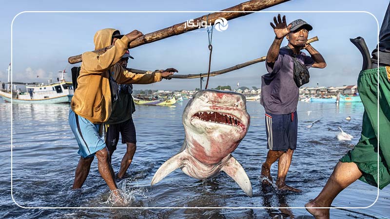 برنده بخش حفاظت از دریا