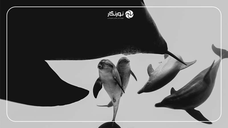 برنده بخش سیاه و سفید