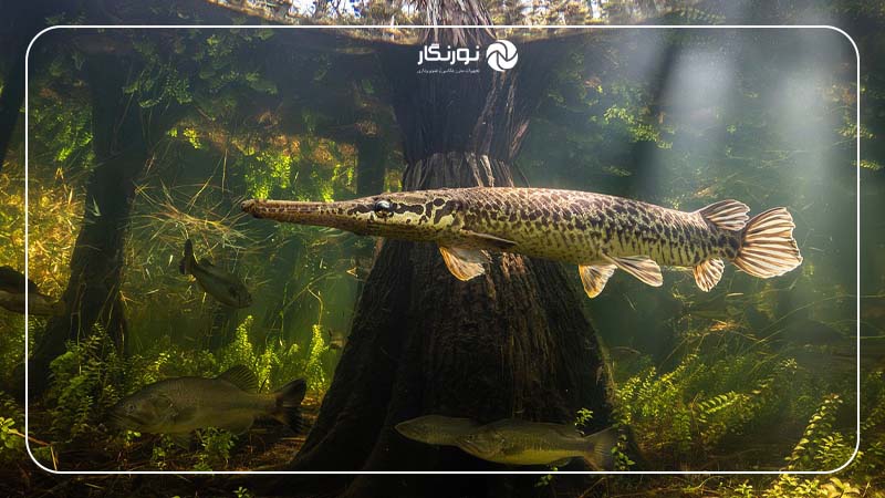 برنده بخش "Compact"