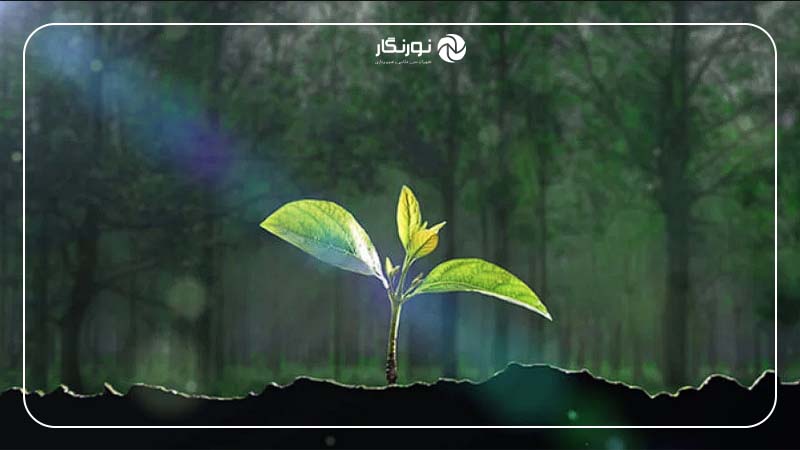رشد گیاهان و رشد طبیعی