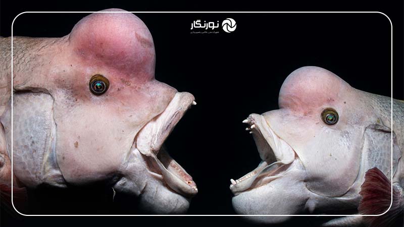 برنده بخش رفتار