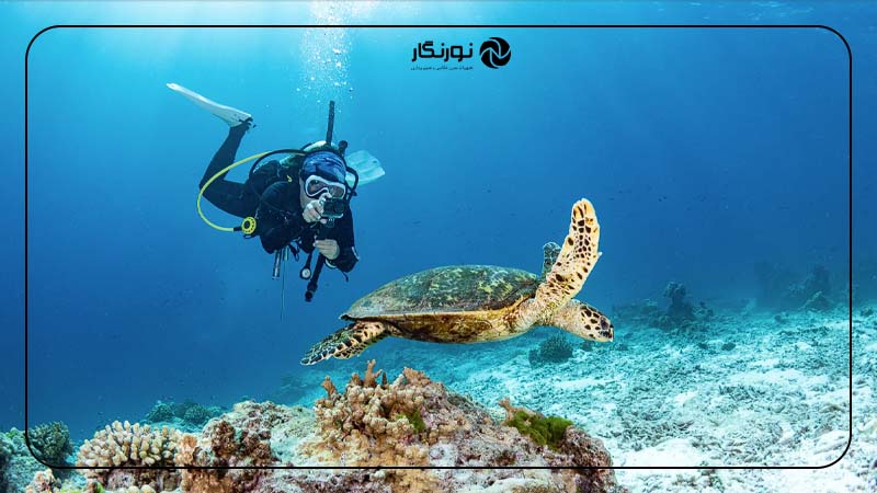 سوژه‌های عکاسی زیر آب