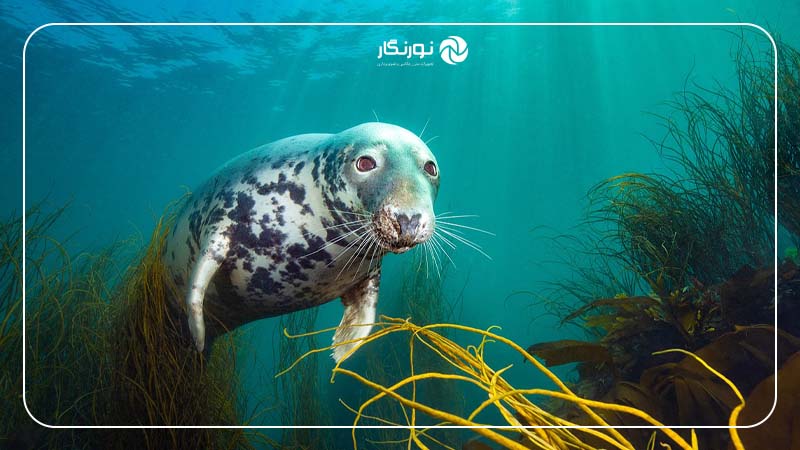 Wide Angle در آبهای بریتانیا