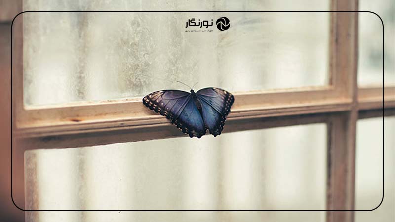 عدم وابستگی به اصول تجاری
