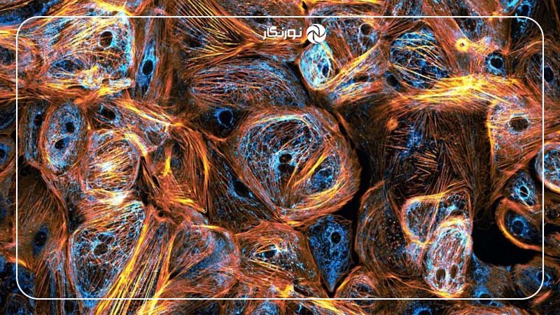 عکاسی میکروسکوپی