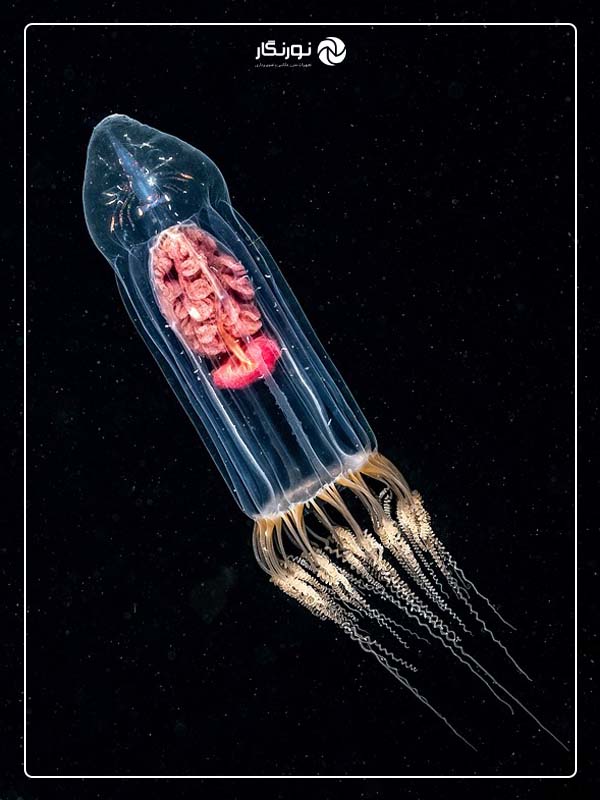 عکاسی ماکرو در آبهای بریتانیا