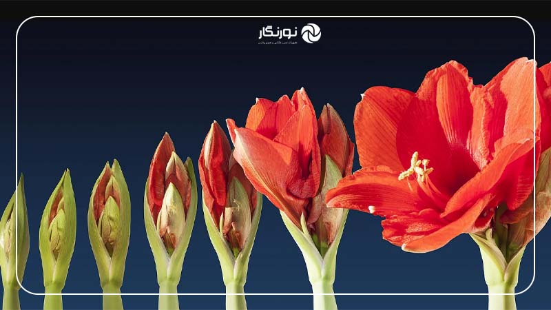 نمونه‌های کاربردی تایم‌لپس