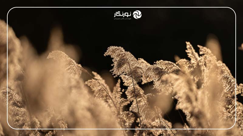پروفایل رنگ S-Cinetone و LUTها
