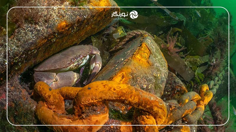 بخش زندگی مشترک در آبهای بریتانیا